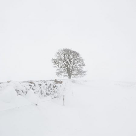 A lone tree at the end of a wall in a blizzard