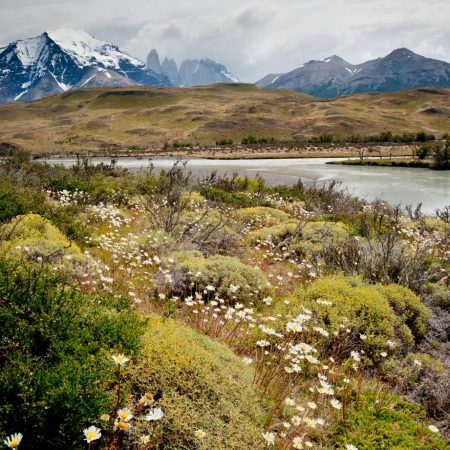 Carpet of Flora & Towers of Paine