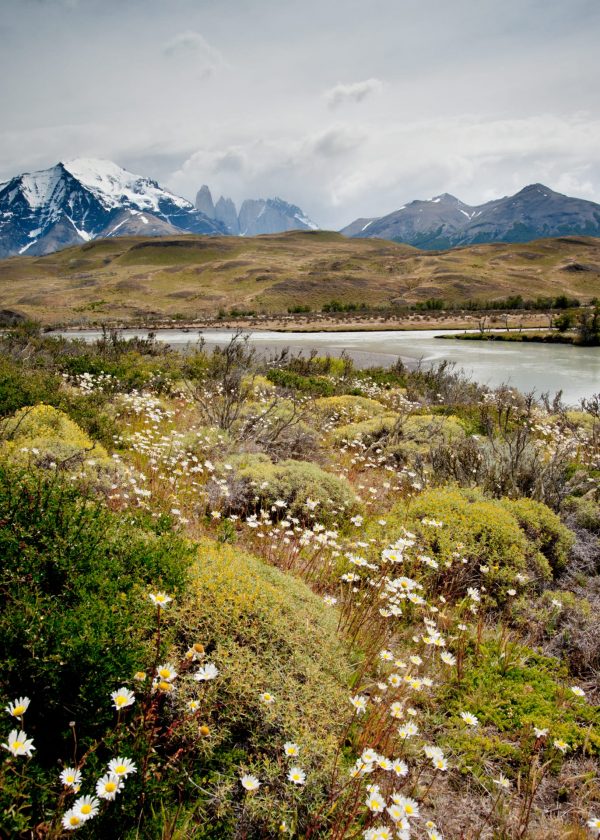 Carpet of Flora & Towers of Paine