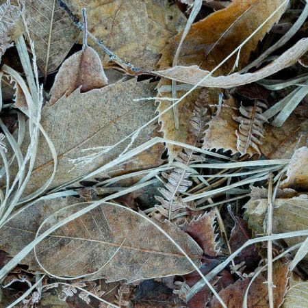 A close up detail of various leaves lying naturally on the ground.