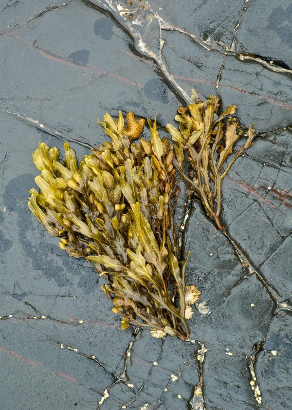 Image of seaweed on a rock