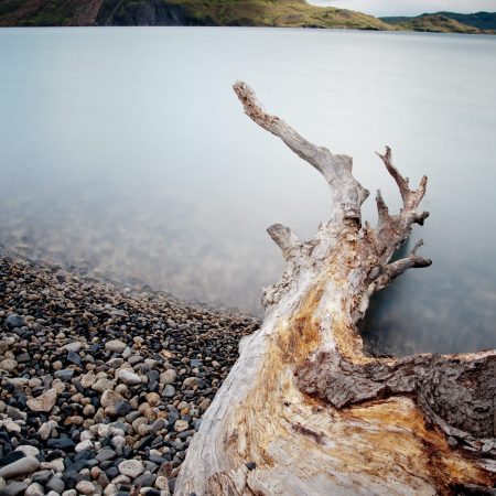 Photograph of a Tree Limb at the Water’s Edge taken in Lago Nördenskjold
