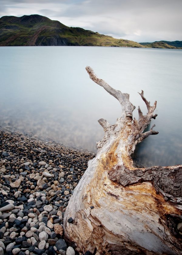 Photograph of a Tree Limb at the Water’s Edge taken in Lago Nördenskjold